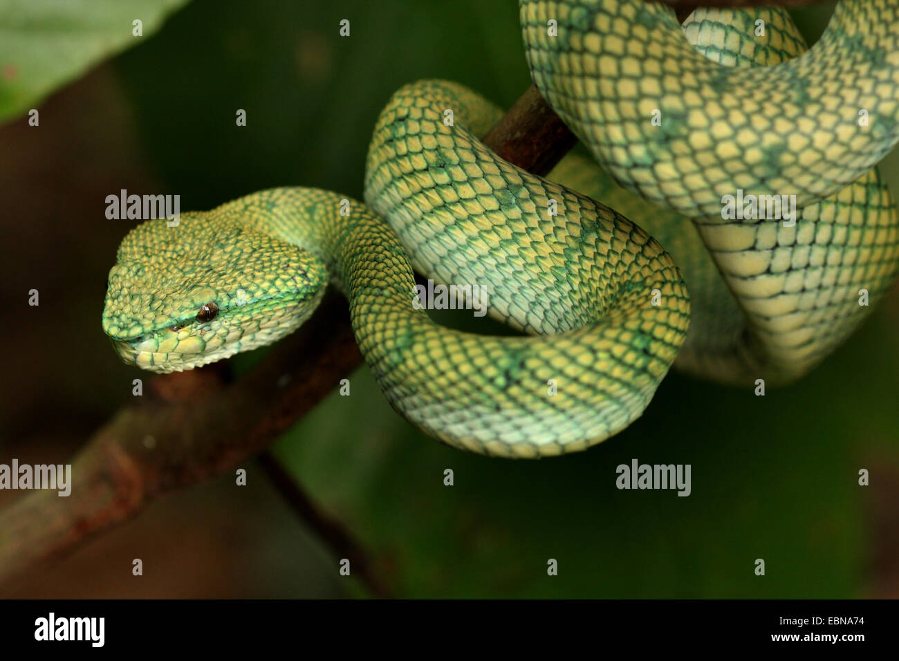 Wagler's Pit Viper, Viper's palm Wagler (Trimeresurus wagleri Tropidolaemus wagleri), sinueuse, sur une branche, la Malaisie, Sarawak, parc national de Bako Banque D'Images
