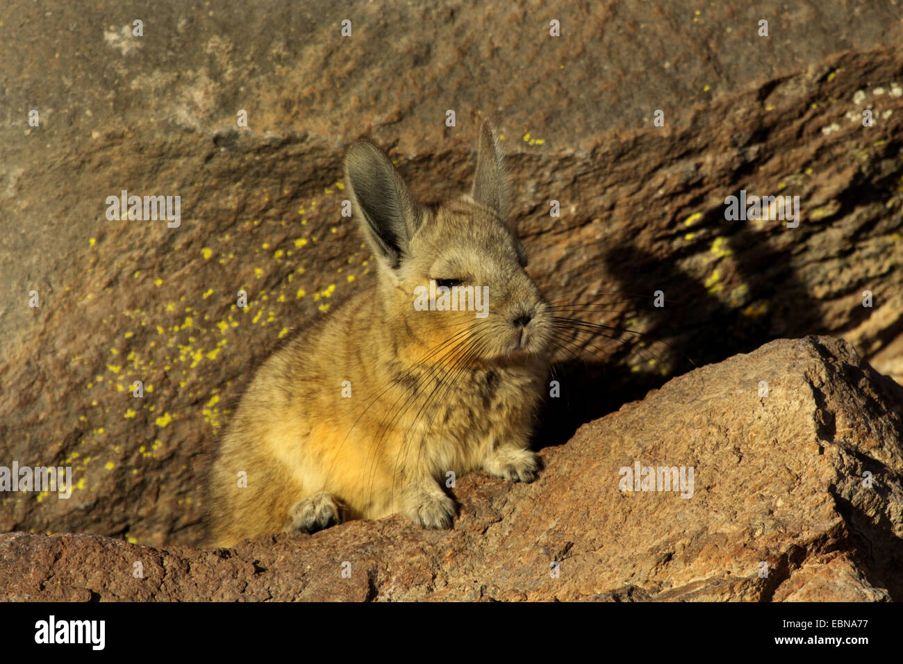 Chinchillon, Vizcacha serrana (Lagidium viscacia), assis sur un rocher, au Chili, Norte Grande, Parc National Lauca Banque D'Images