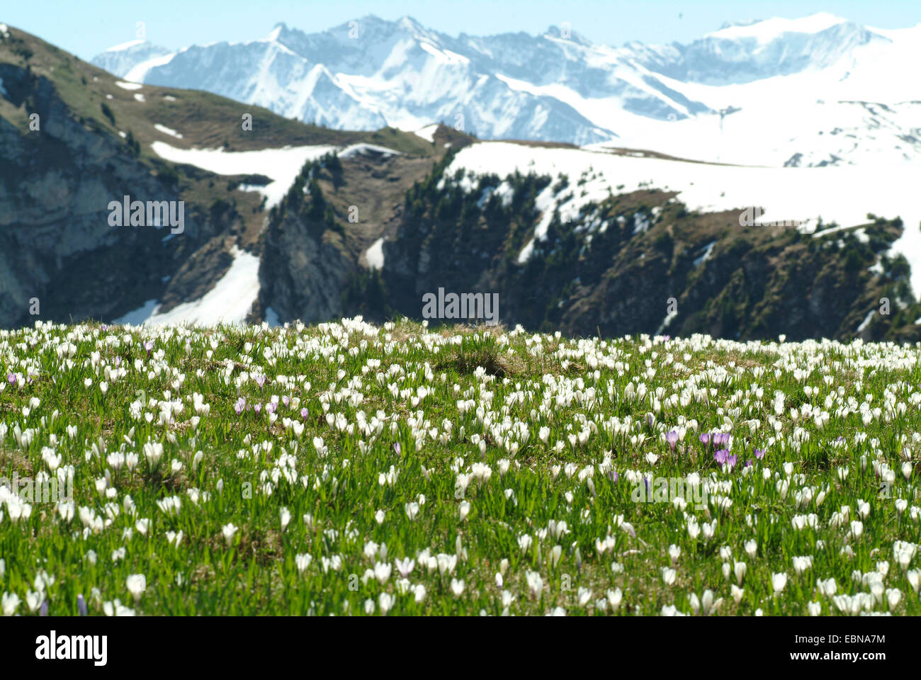 Crocus blanc au printemps, crocus (Crocus vernus ssp. albiflorus, Crocus albiflorus), qui fleurit dans une prairie de montagne, Allemagne Banque D'Images