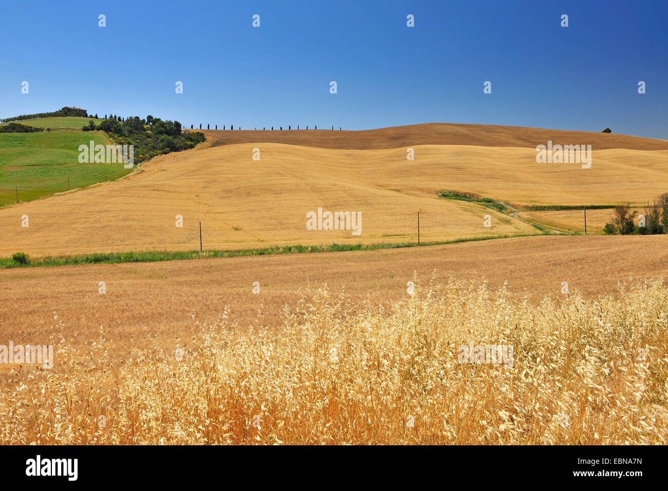 Campagne vallonnée à l'été, l'Italie, la Toscane, Sienne, Pienza Banque D'Images