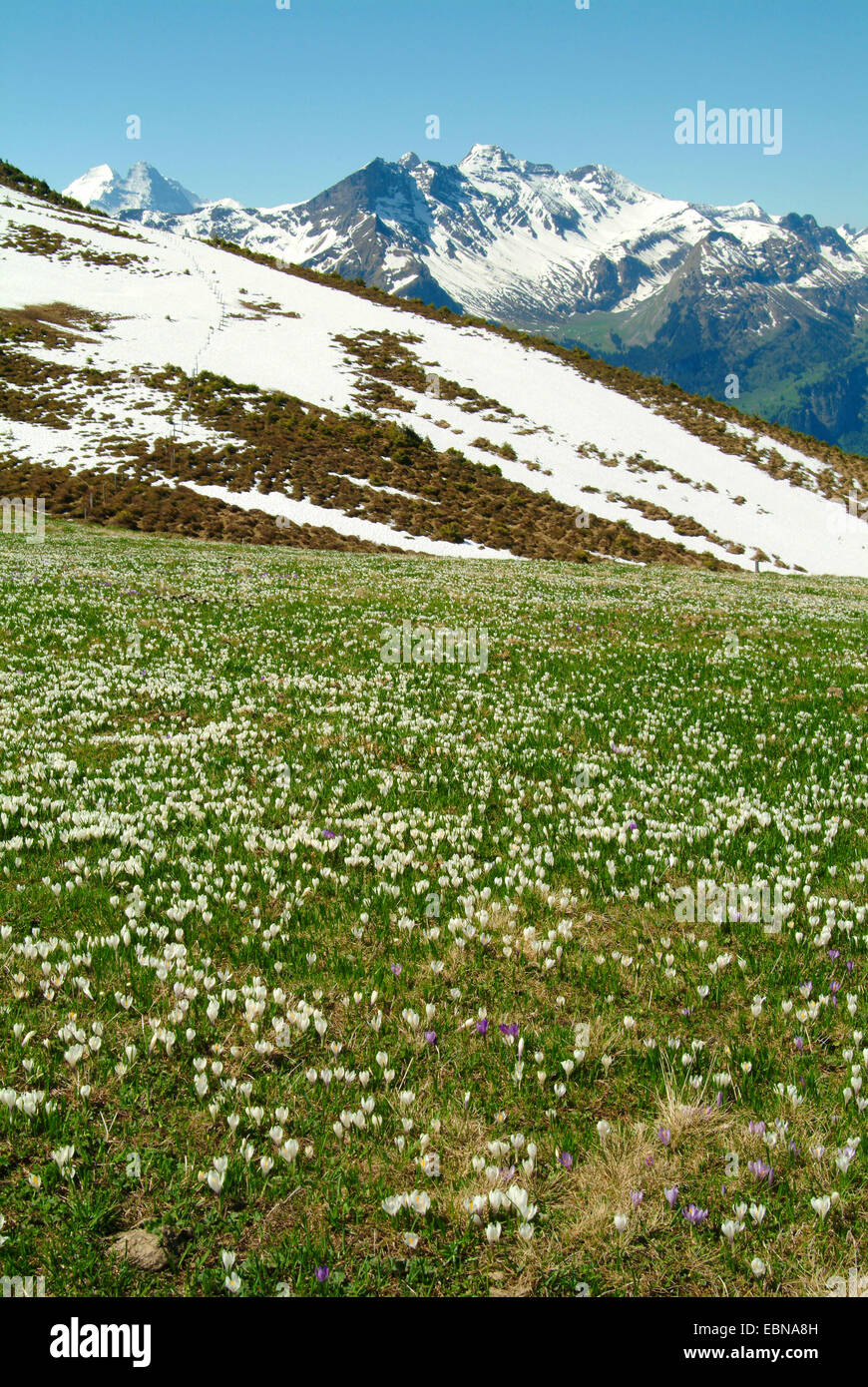 Crocus blanc au printemps, crocus (Crocus vernus ssp. albiflorus, Crocus albiflorus), qui fleurit dans une prairie de montagne, Allemagne Banque D'Images