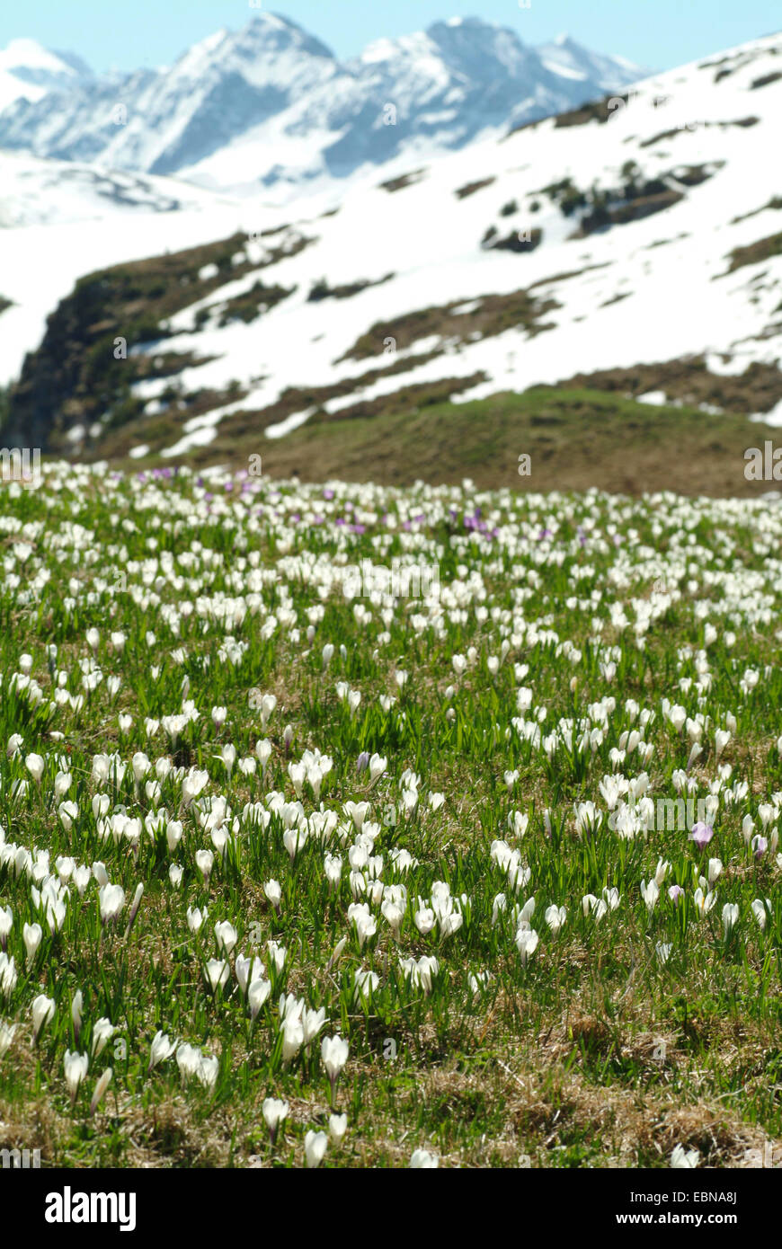 Crocus blanc au printemps, crocus (Crocus vernus ssp. albiflorus, Crocus albiflorus), qui fleurit dans une prairie de montagne, Allemagne Banque D'Images
