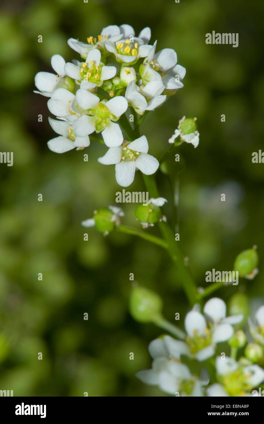 Le scorbut (commune d'herbe Cochlearia officinalis), l'inflorescence, Allemagne Banque D'Images