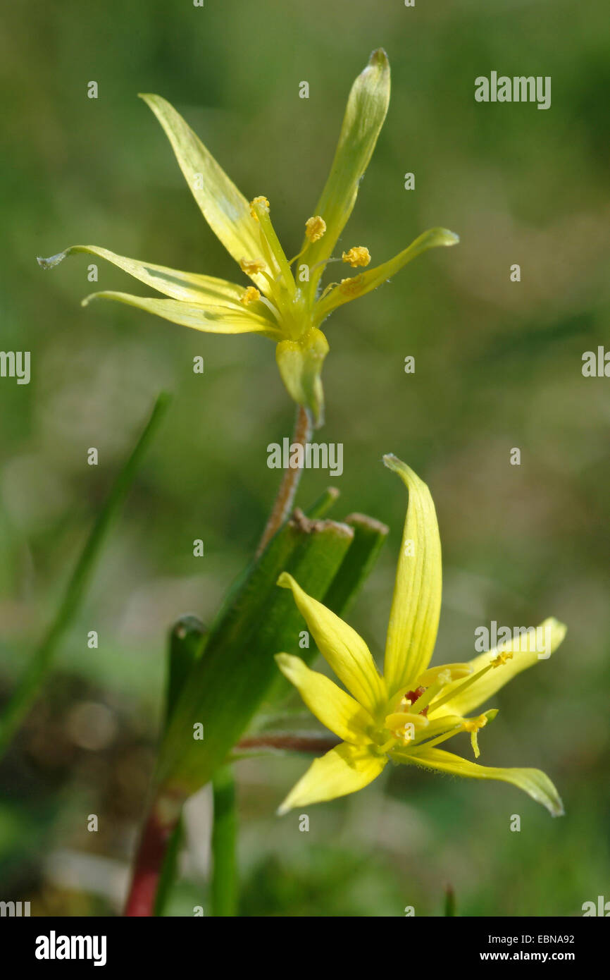 Hairy star-de-Bethléem (Gagea villosa, Gagea arvensis), fleurs, Allemagne Banque D'Images