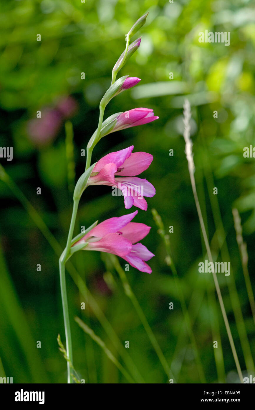 Glaïeul des marais (Gladiolus palustris), l'inflorescence, Allemagne Banque D'Images