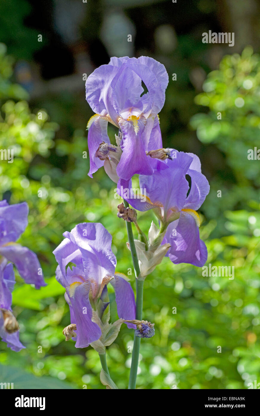 Sweet iris, iris (IRIS pallida dalmates, iris germanica ssp. pallida), fleurs Banque D'Images