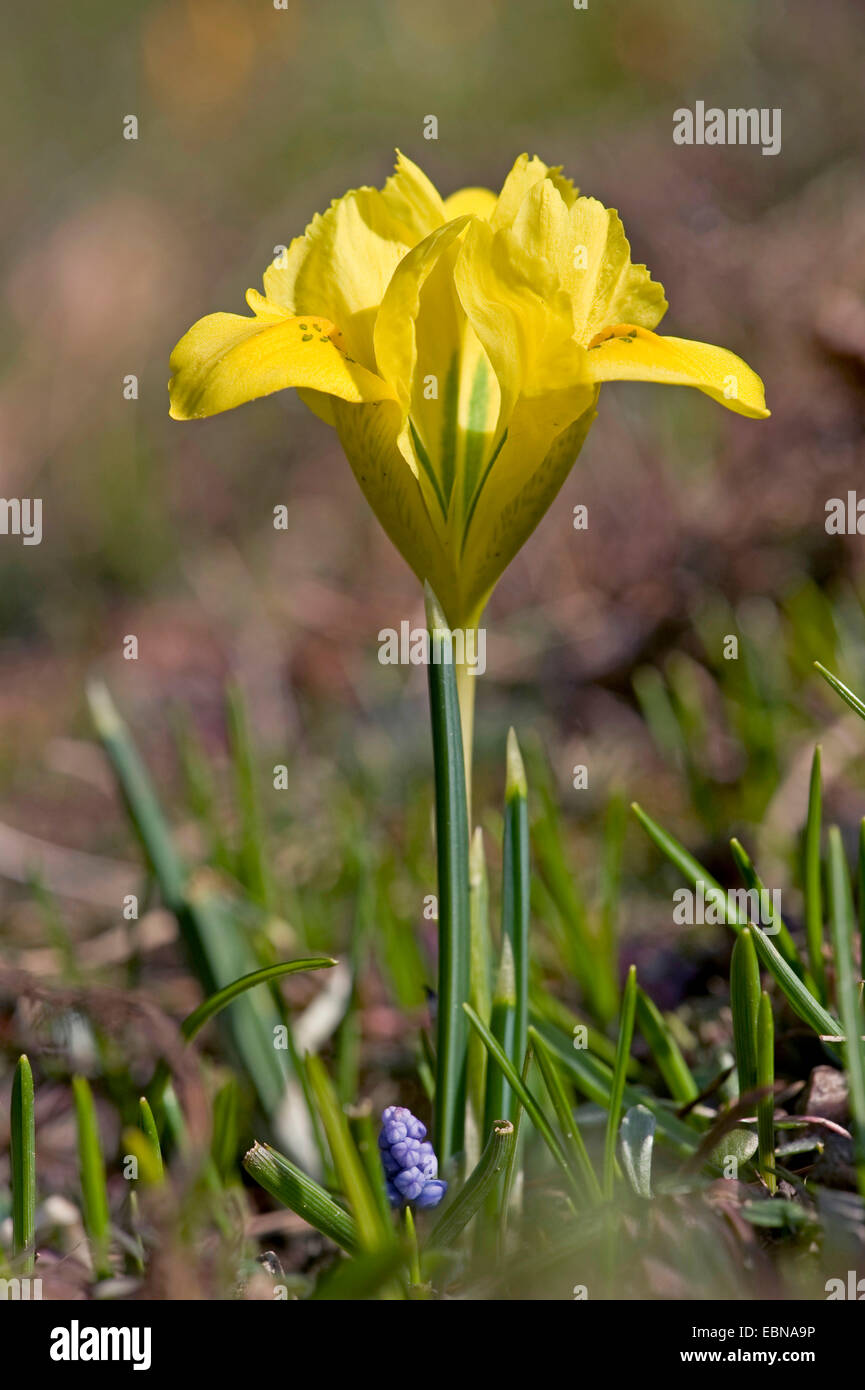 Iris Nain Nain imberbe, iris (IRIS danfordiae), fleur Banque D'Images