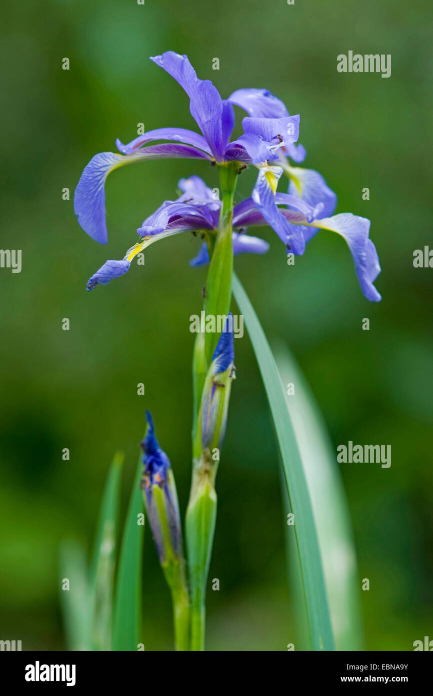 Iris bleu Iris, Seashore (Iris spuria), fleur, Allemagne Banque D'Images