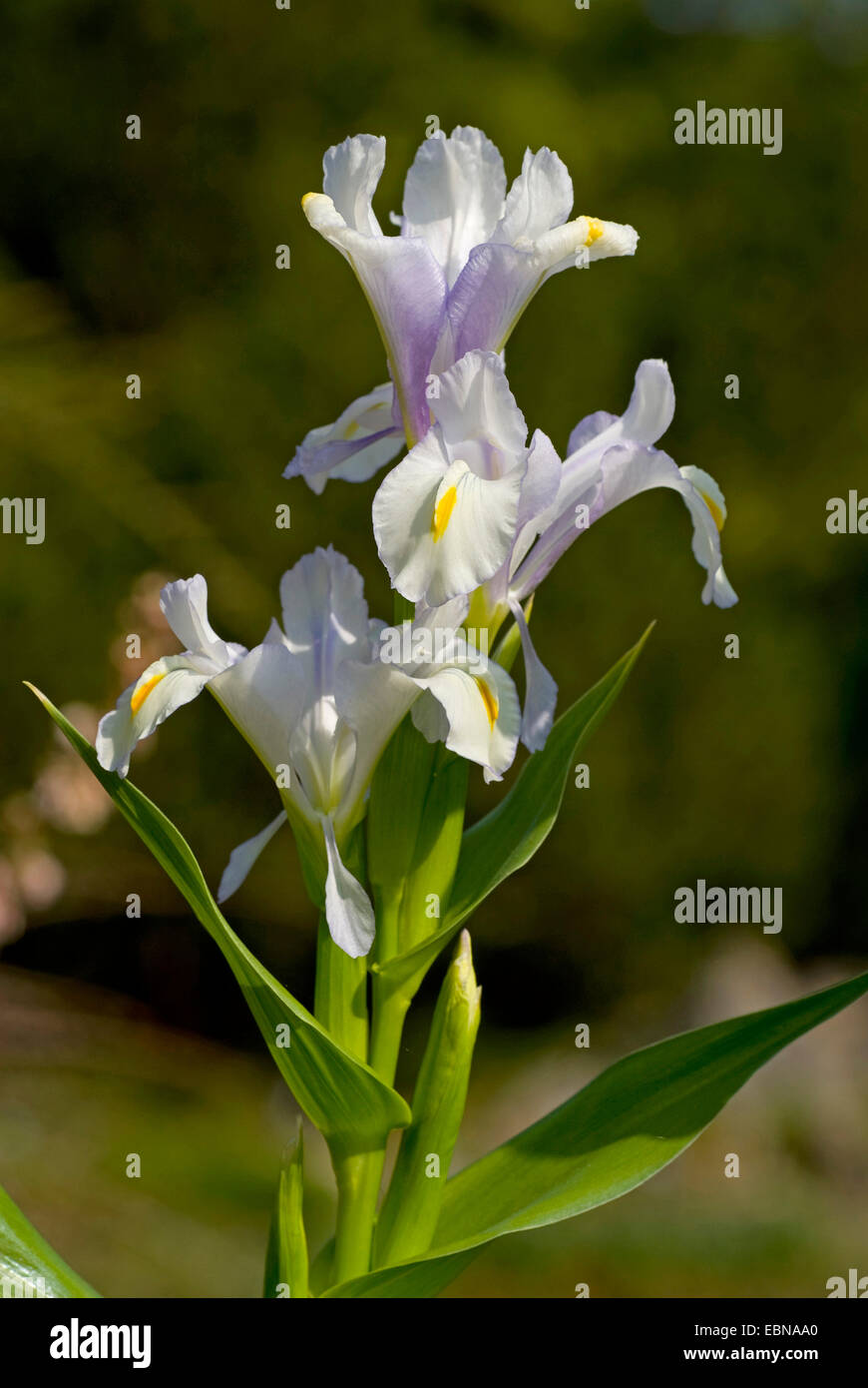 Iris (Iris magnifica magnifique), blooming Banque D'Images