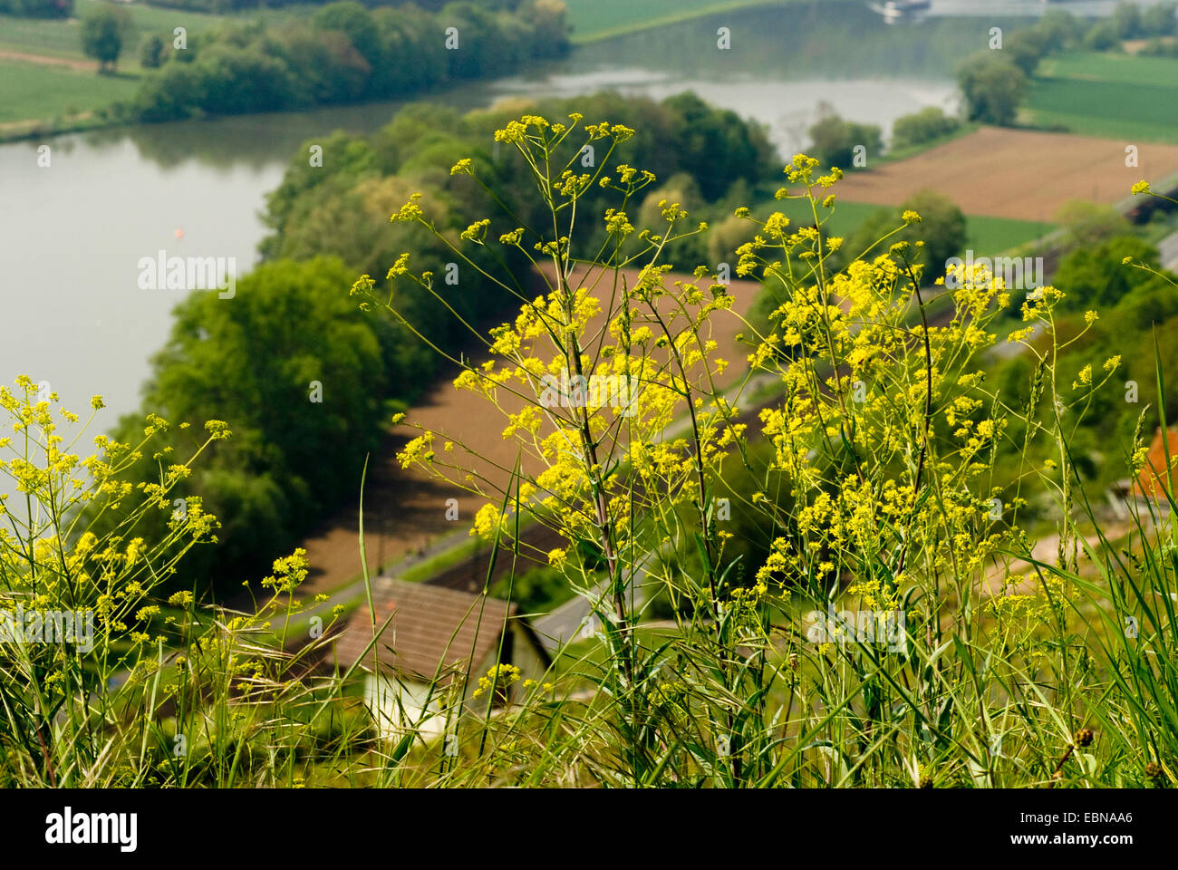 Du sécheur (Isatis tinctoria) guède, blooming, Allemagne Banque D'Images