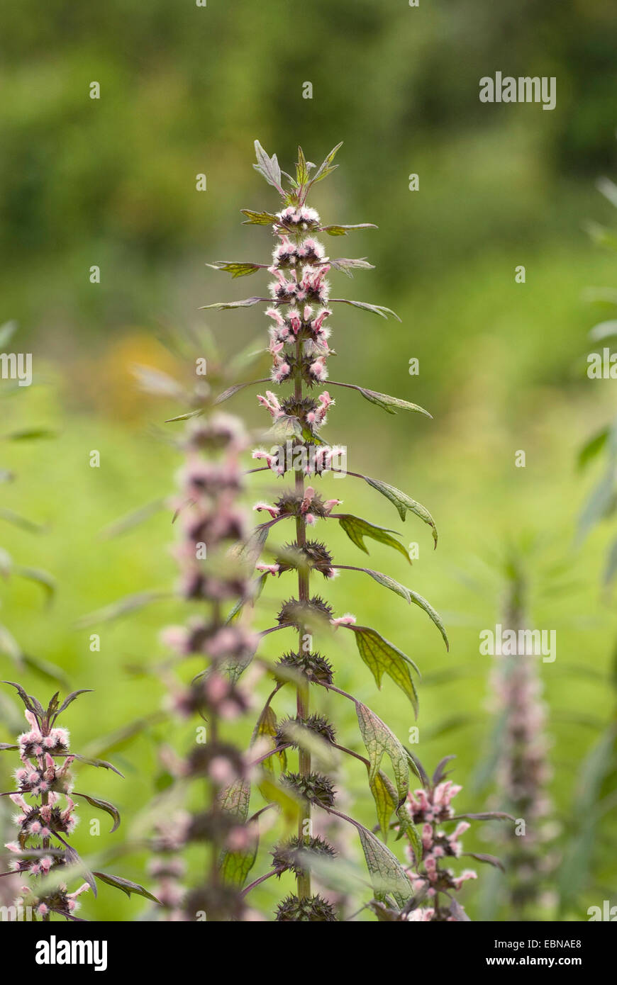 Motherwort, millepertuis, Lion's Ear, queue du Lion (Leonurus cardiaca), blooming, Allemagne Banque D'Images