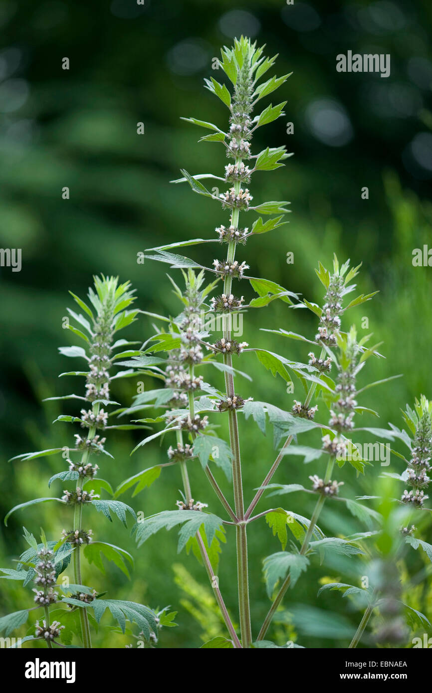 Motherwort, millepertuis, Lion's Ear, queue du Lion (Leonurus cardiaca), blooming, Allemagne Banque D'Images