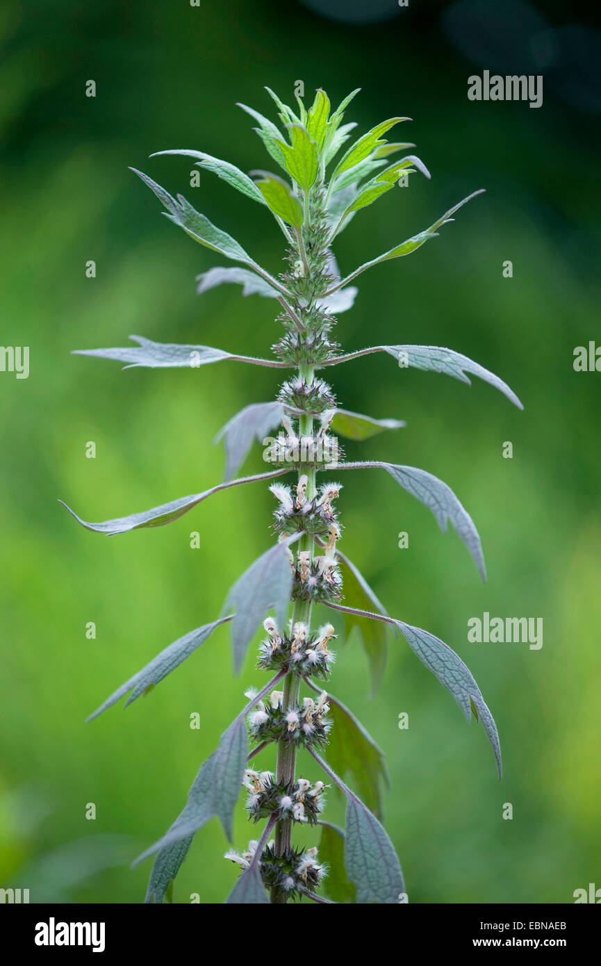 Motherwort, millepertuis, Lion's Ear, queue du Lion (Leonurus cardiaca), blooming, Allemagne Banque D'Images