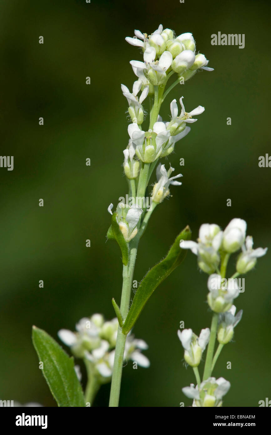 Le cresson alénois (Lepidium sativum), l'inflorescence Banque D'Images