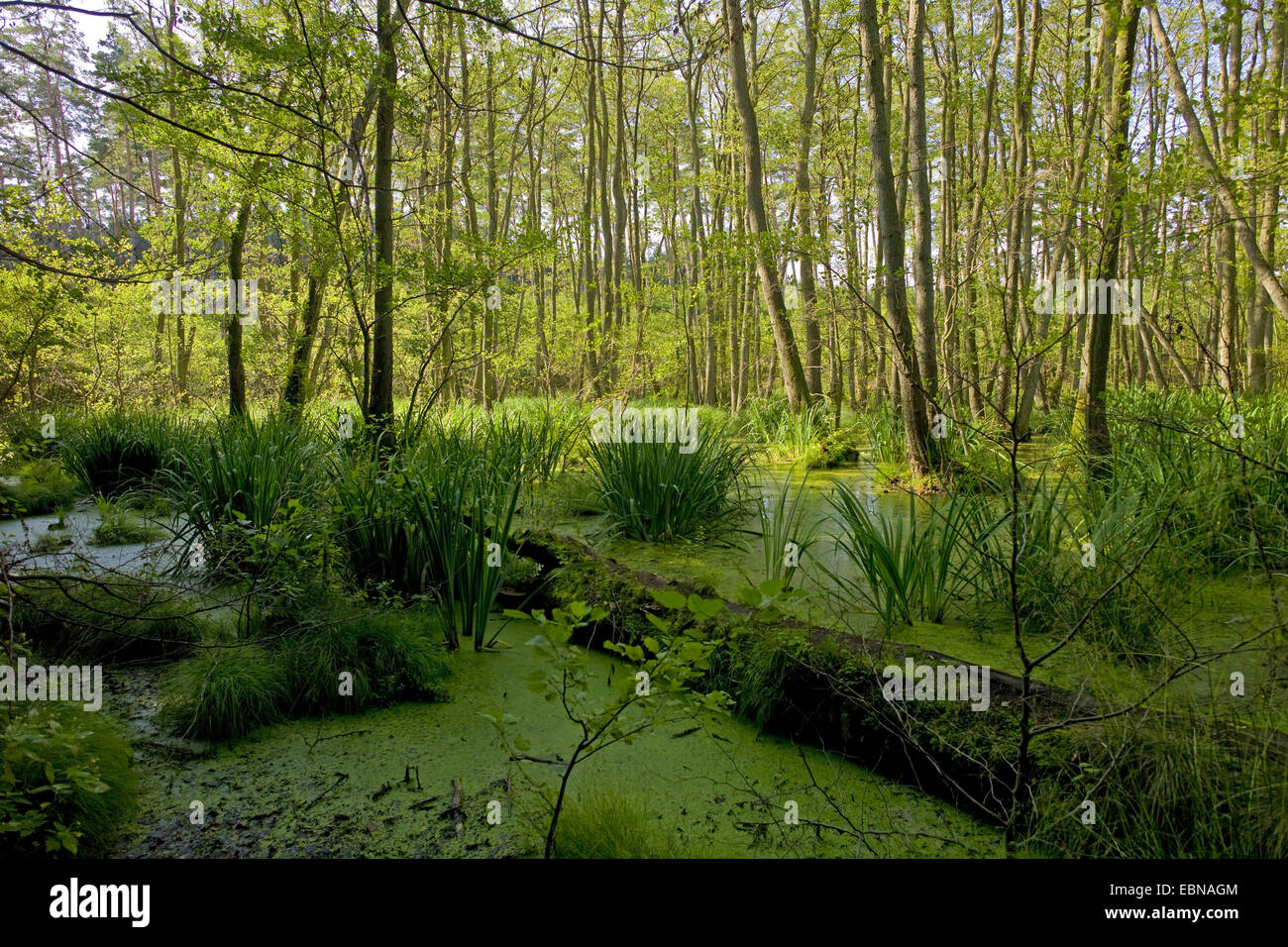 Marais de l'aulne, l'Allemagne, de Mecklembourg-Poméranie occidentale, Usedom, Ueckeritz Banque D'Images