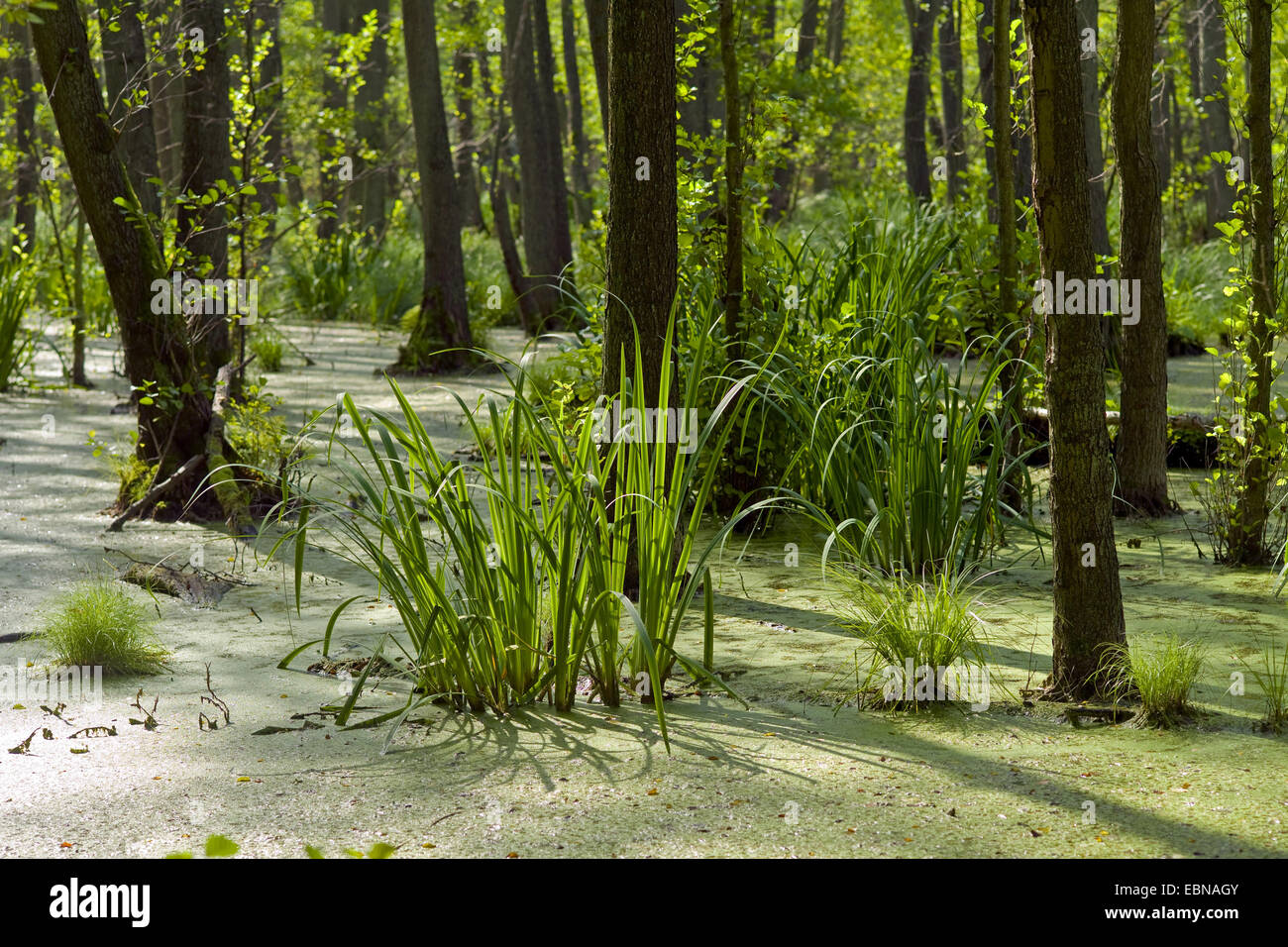 Marais de l'aulne, l'Allemagne, de Mecklembourg-Poméranie occidentale, Usedom, Ueckeritz Banque D'Images