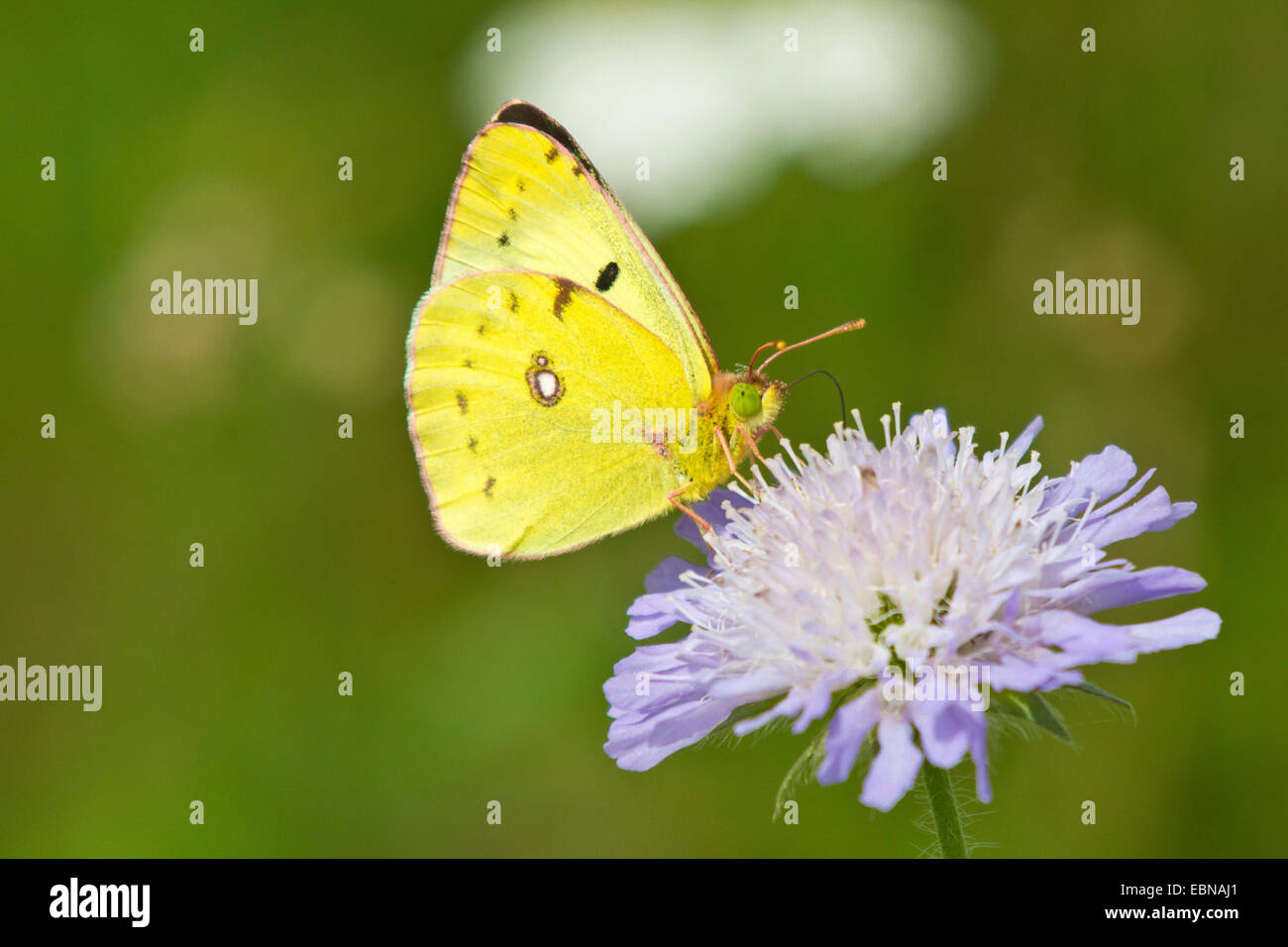 (Colias croceus jaune assombrie, Colias crocea), assis sur knautia, Germany Banque D'Images