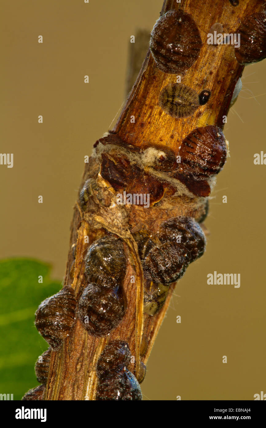 L'échelle européenne, de l'Orme brun Lecanium Fruits (Parthenolecanium corni), les femelles de sucer à Grapevine Banque D'Images