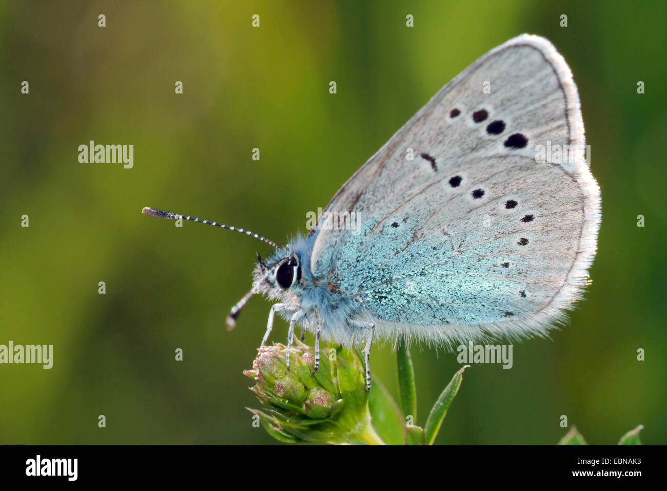 Face inférieure vert bleu (Glaucopsyche alexis), sur des boutons de fleurs, Allemagne Banque D'Images