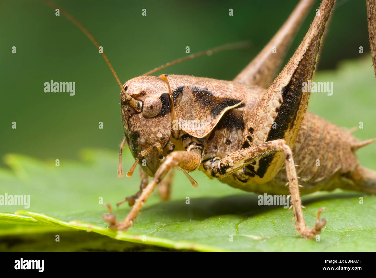 (Pholidoptera griseoaptera bushcricket sombre, Thamnotrizon cinereus), portrait, Allemagne Banque D'Images