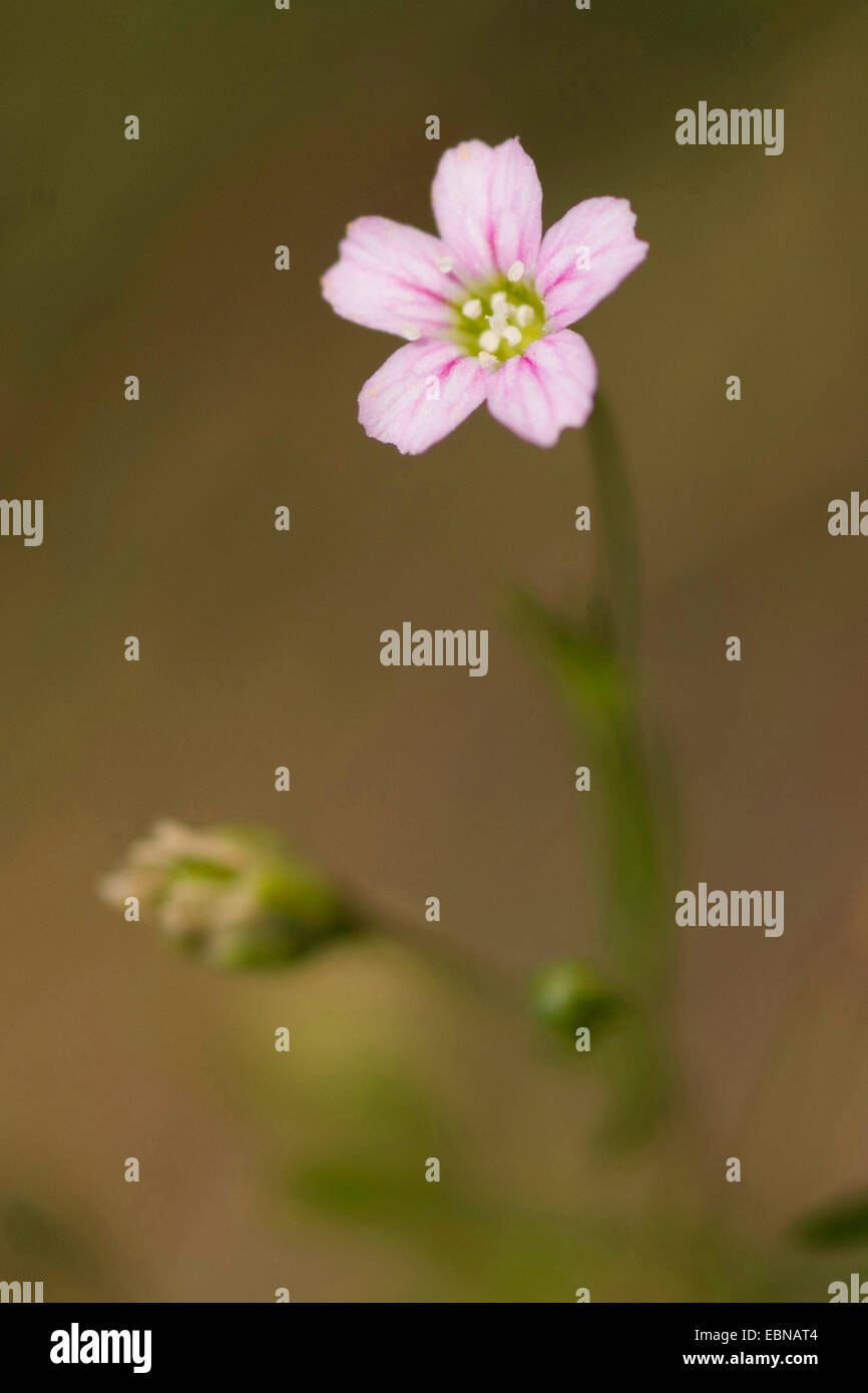 Gypsophila annuelle faible, baby's-breath (Gypsophila muralis), fleur, Allemagne Banque D'Images