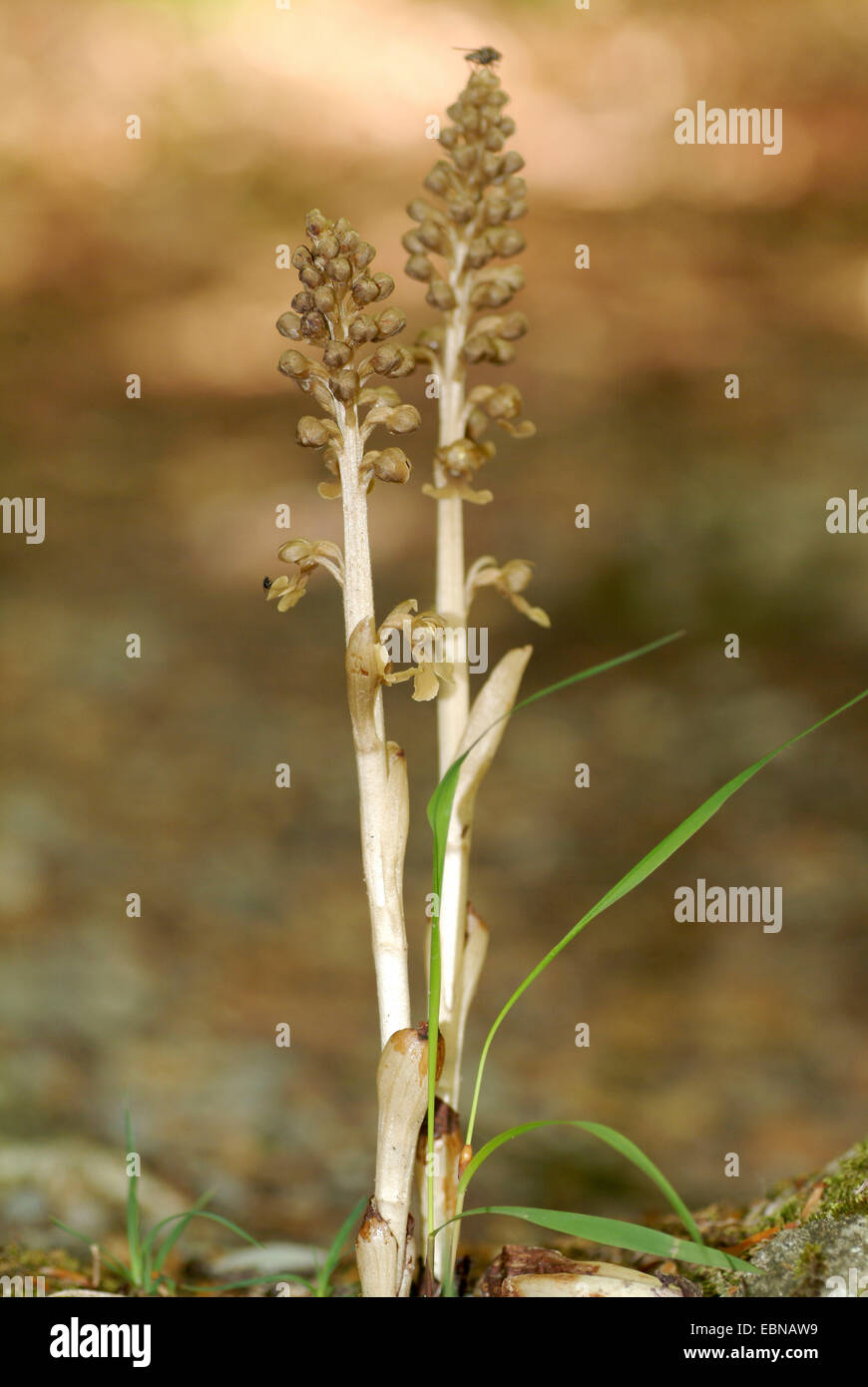 Nid d'oiseau (orchidée Neottia nidus-avis), la floraison, Allemagne Banque D'Images