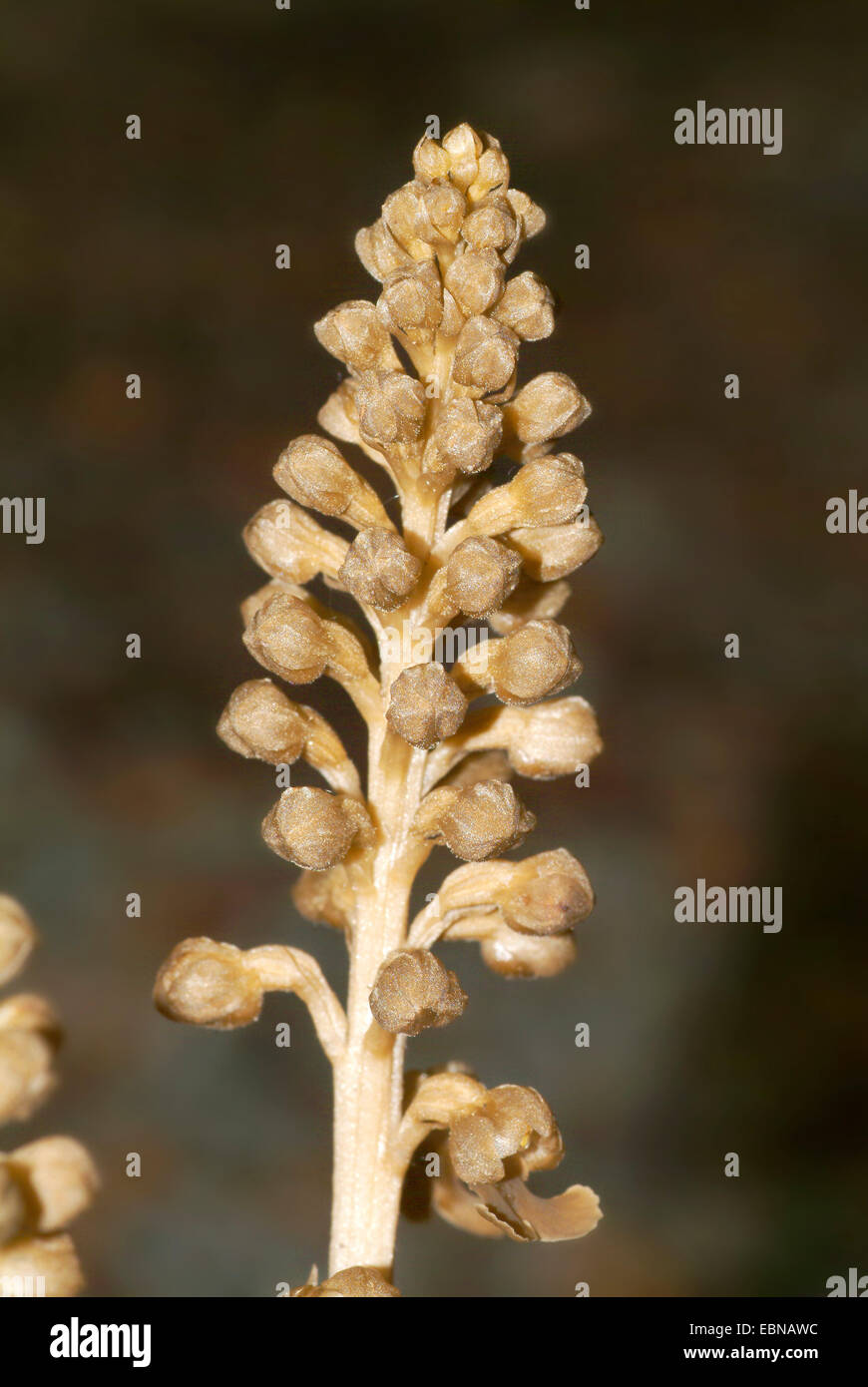 Nid d'oiseau (orchidée Neottia nidus-avis), l'inflorescence, Allemagne Banque D'Images