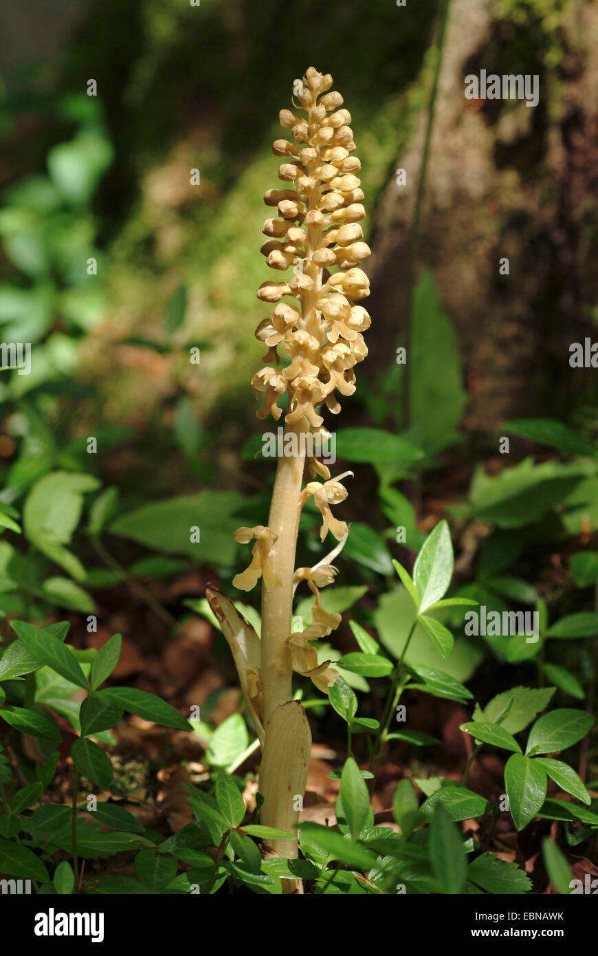 Nid d'oiseau (orchidée Neottia nidus-avis), la floraison, Suisse Banque D'Images