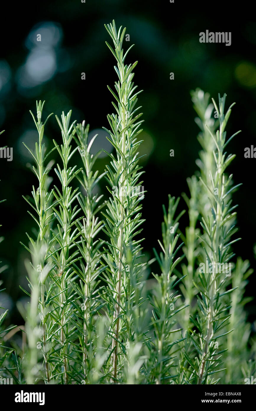 Romarin (Rosmarinus officinalis), branches Banque D'Images