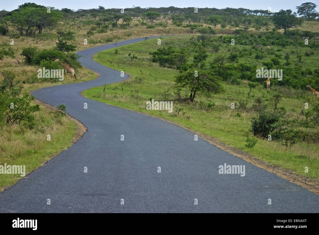 Cape Girafe (Giraffa camelopardalis giraffa), route goudronnée qui serpente dans le parc national avec les girafes, Afrique du Sud, Kwazulu-Natal, Hluhluwe-Umfolozi National Park Banque D'Images