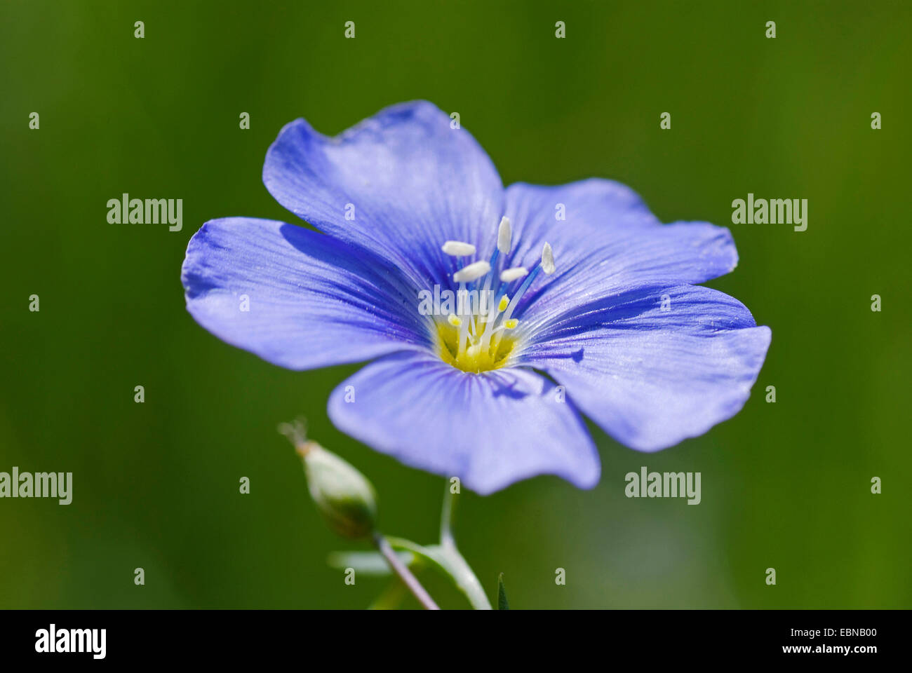 Lin vivace bleu, lin (Linum perenne), fleur, Allemagne, Reinheimer Teich Banque D'Images