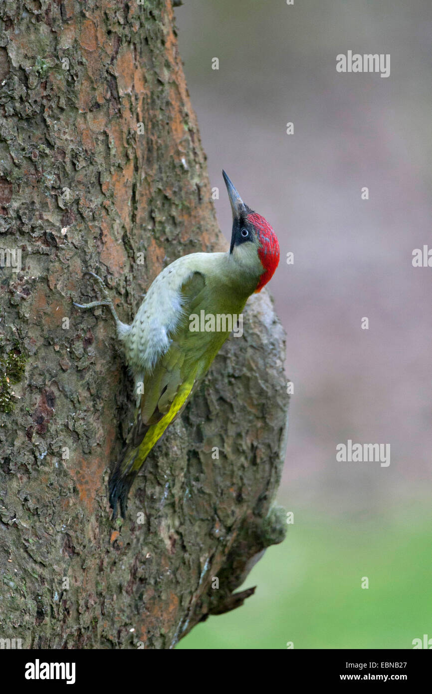 Pic Vert (Picus viridis), assis à un tronc d'arbre, Allemagne Banque D'Images