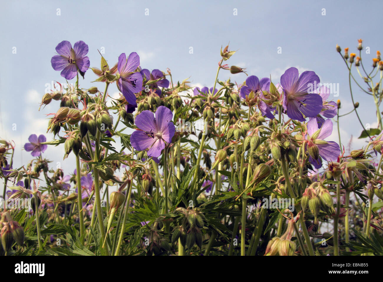 Géranium sanguin (Geranium pratense meadow), blooming, Allemagne Banque D'Images