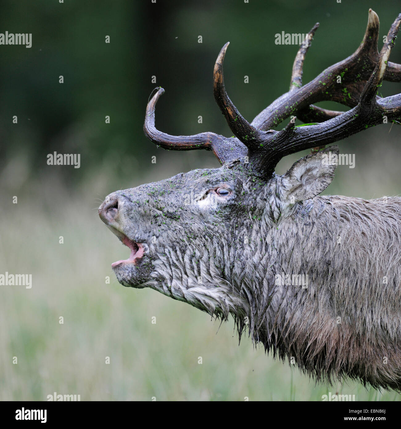 Red Deer (Cervus elaphus) stag, rugissant, le Danemark se vautrer après Banque D'Images