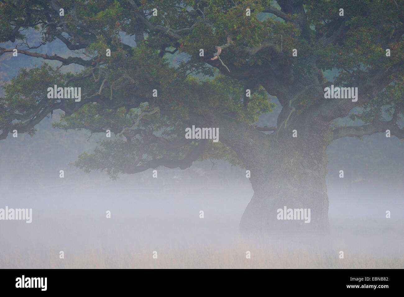 Le chêne commun, le chêne pédonculé, chêne pédonculé (Quercus robur), Mystic misty ambiance avec un chêne vieux de plusieurs centaines d'années, le Danemark Banque D'Images