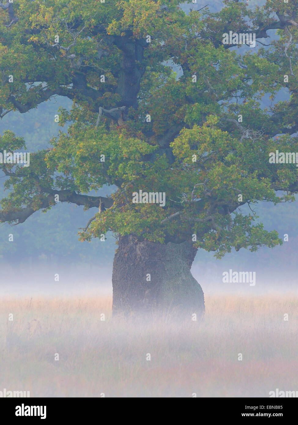 Le chêne commun, le chêne pédonculé, chêne pédonculé (Quercus robur), mystique avec une humeur misty plusieurs hunders ans chêne, Danemark Banque D'Images