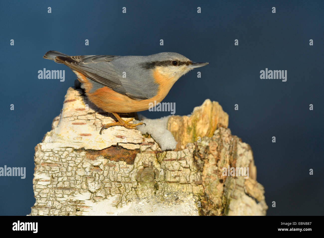 Sittelle torchepot (Sitta europaea), sur souche de bouleau avec de la neige en hiver, l'Allemagne, Bade-Wurtemberg Banque D'Images