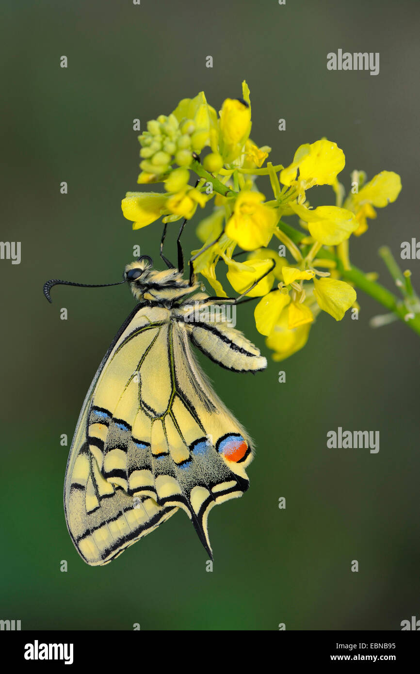 Papilio machaon), Papillon nouvellement éclos, l'Allemagne, Bade-Wurtemberg Banque D'Images