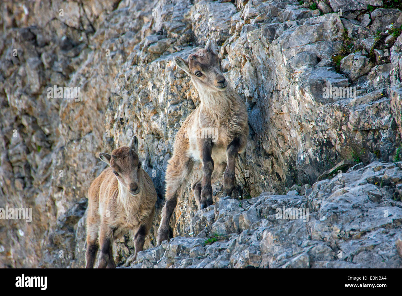 Bouquetin des Alpes (Capra ibex, Capra ibex ibex), les mineurs sur une pente, la Suisse, l'Alpstein, Saentis Banque D'Images