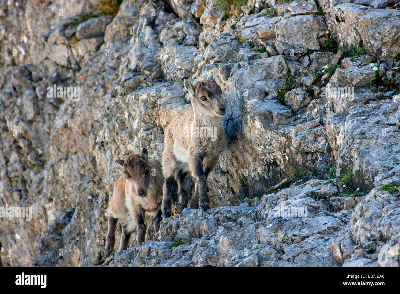 Bouquetin des Alpes (Capra ibex, Capra ibex ibex), les mineurs sur une pente, la Suisse, l'Alpstein, Saentis Banque D'Images