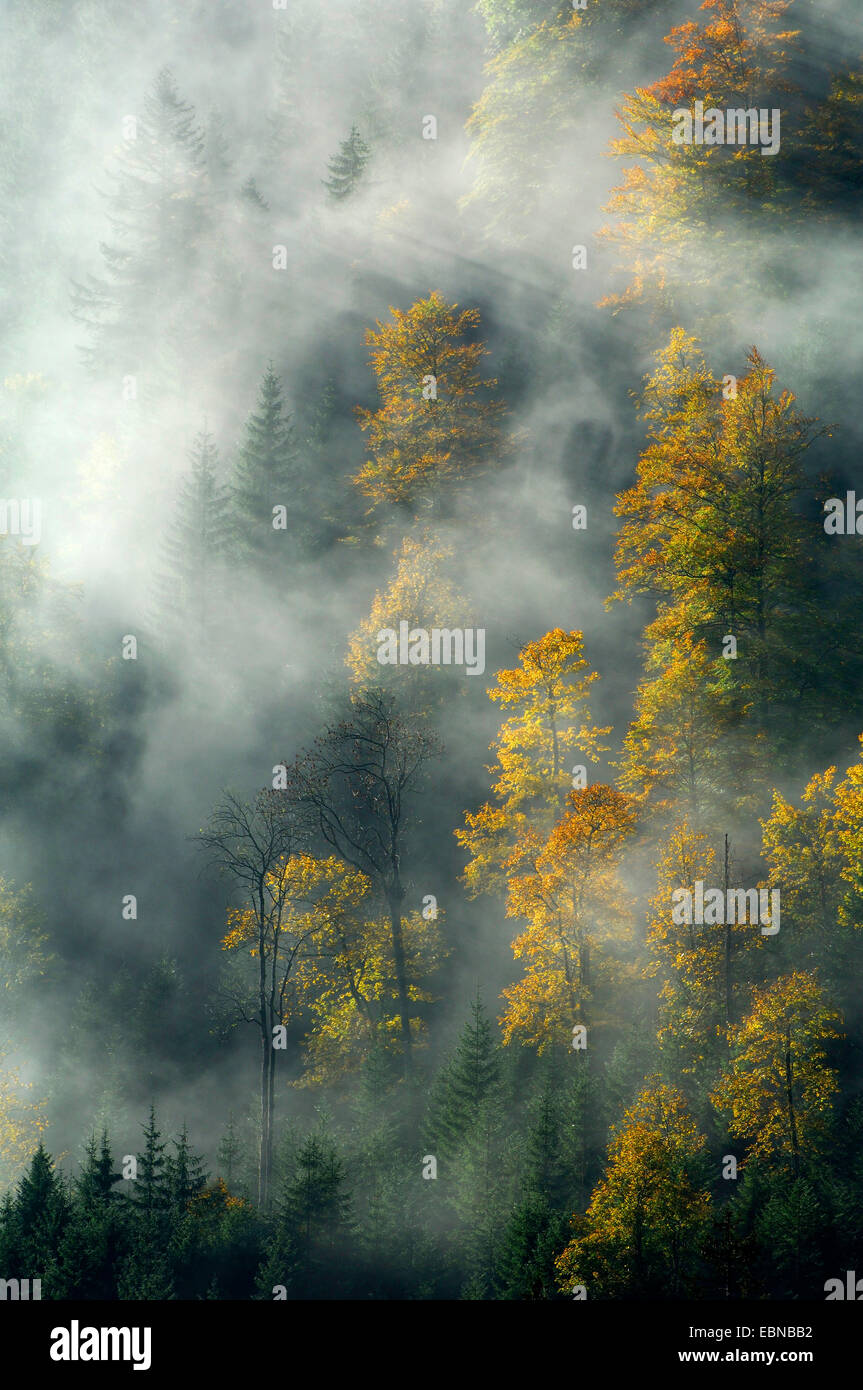 Humeur d'automne avec brouillard, Allemagne, Bavière, Karwendel, Grosser Ahornboden Banque D'Images