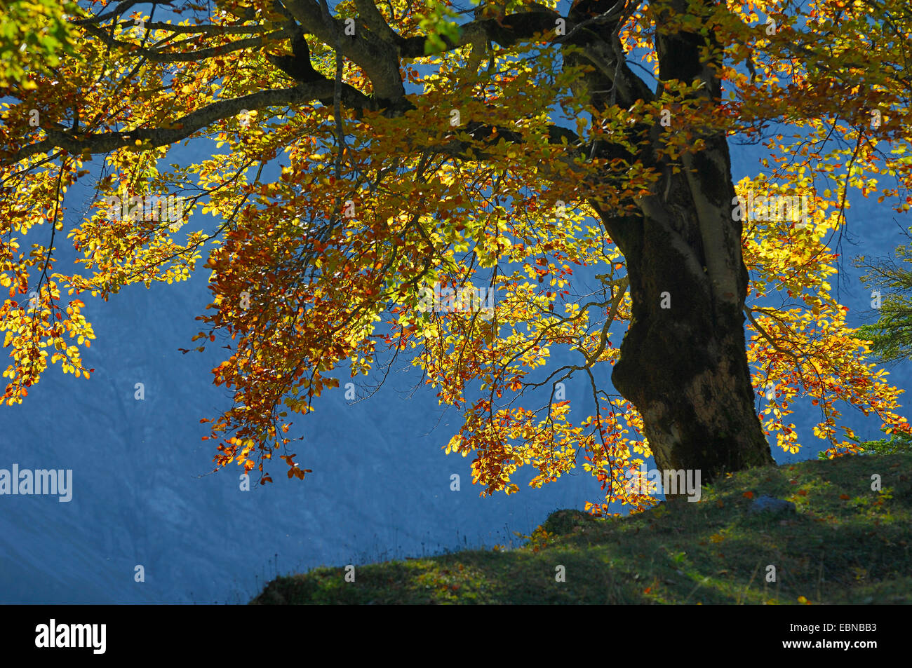 Le hêtre commun (Fagus sylvatica), avec les feuilles d'automne en rétro-éclairage, Allemagne, Bavière, Grosser Ahornboden , Karwendel Banque D'Images
