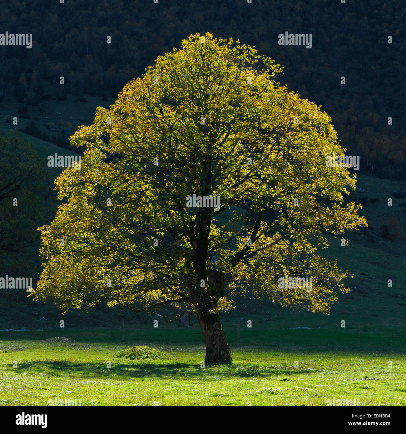 L'érable sycomore, grand érable (Acer pseudoplatanus), avec les feuilles d'automne en rétro-éclairage, Allemagne, Bavière, Grosser Ahornboden , Karwendel Banque D'Images