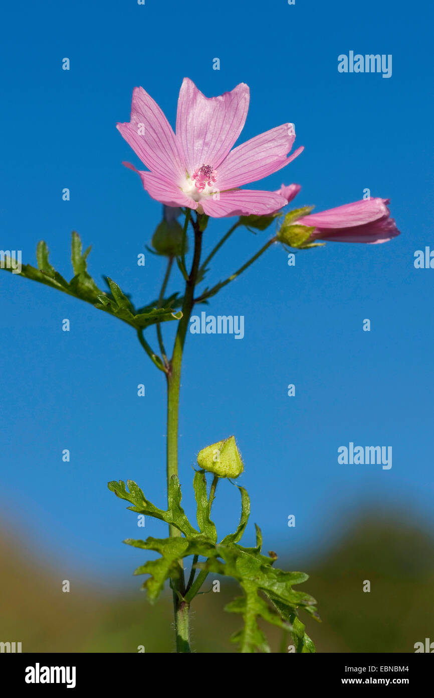 Musk mallow, musc cheeseweed (Malva moschata), fleurs, Allemagne Banque D'Images
