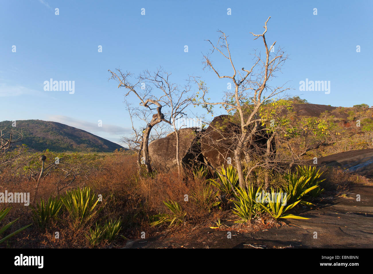 SOUTH RUPUNUNI, habitat de l'espèce menacée Siskin Carduelis cucullata (rouge), Upper Takutu-Upper Essequibo, Guyana, en Amérique du Sud. Banque D'Images