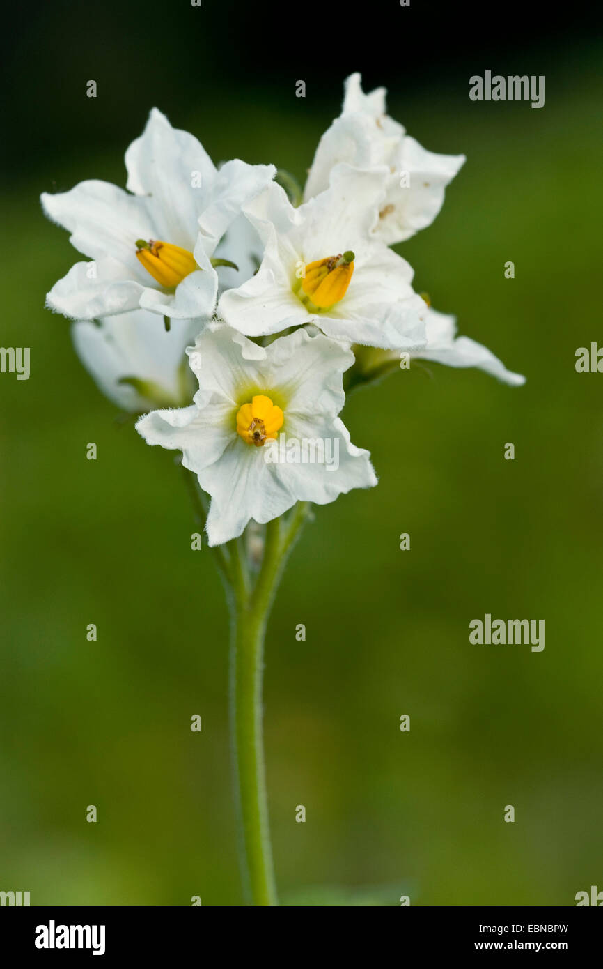 La pomme de terre (Solanum tuberosum) fleurs de pommes de terre, Banque D'Images