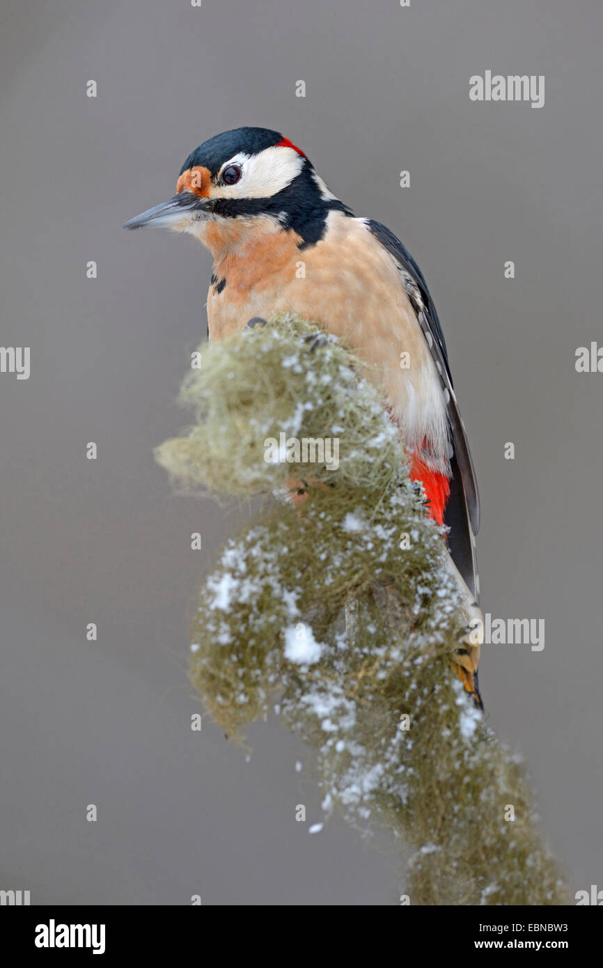 Great spotted woodpecker (Picoides major, Dendrocopos major), sur des rameaux de l'épinette avec barbe de lichen en hiver, l'Allemagne, Bade-Wurtemberg Banque D'Images