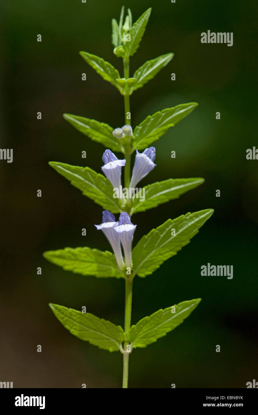 Scutellaire commune, marsh calotte, calotte, scutellaire (Scutellaria galericulata à capuchon), blooming, Allemagne Banque D'Images