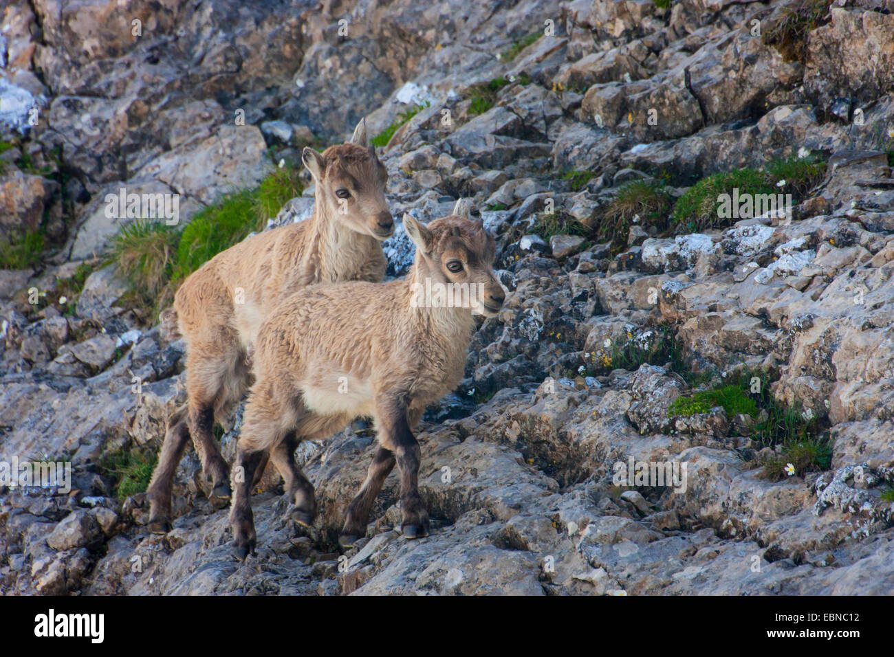 Bouquetin des Alpes (Capra ibex, Capra ibex ibex), les mineurs sur une pente, la Suisse, l'Alpstein, Saentis Banque D'Images