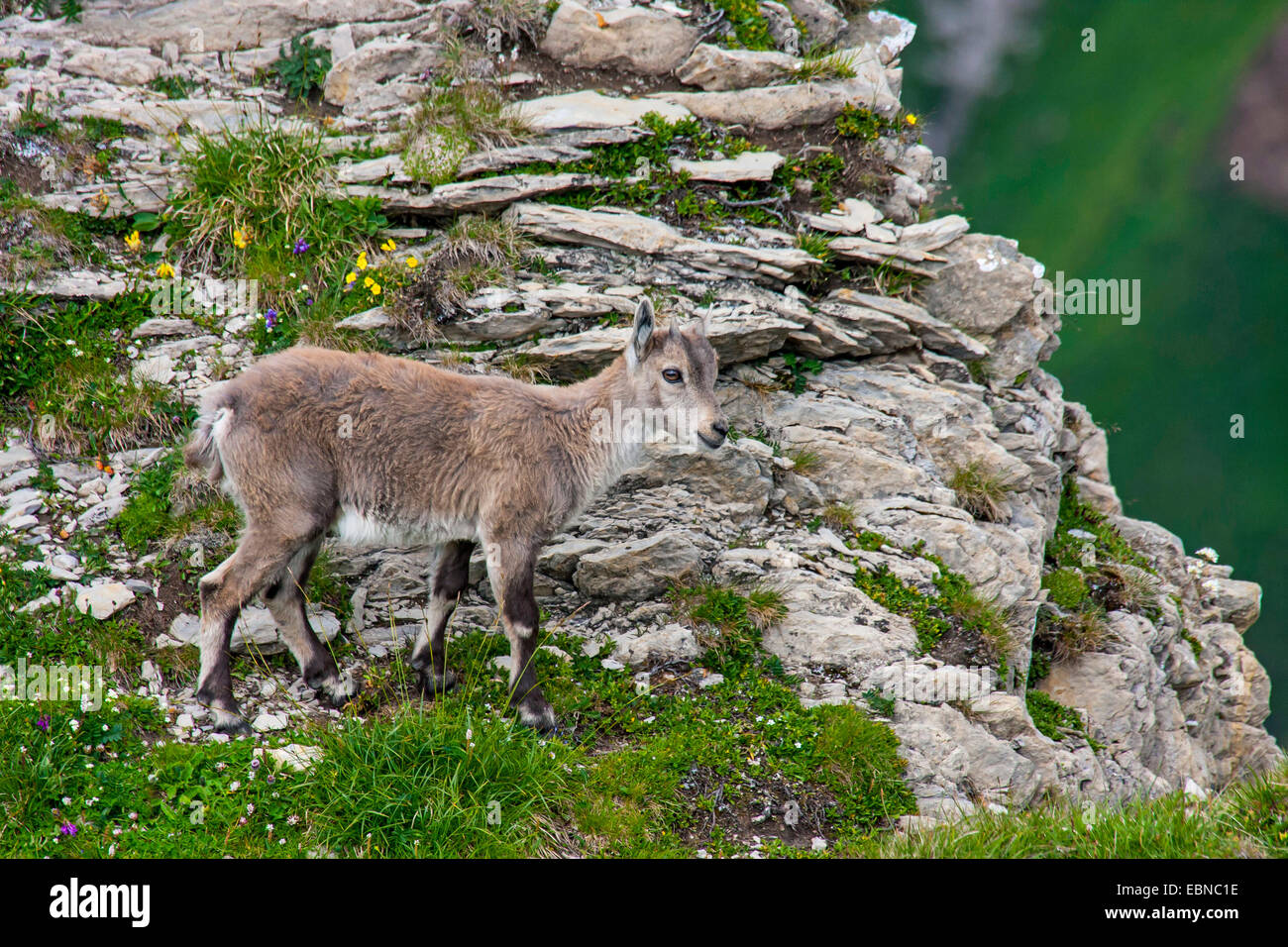 Bouquetin des Alpes (Capra ibex, Capra ibex ibex), juvénile sur une pente, la Suisse, l'Alpstein, Saentis Banque D'Images